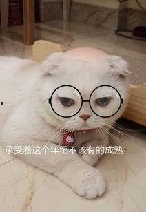 娱乐吃瓜君和刘二豆,揭秘娱乐圈背后的趣味故事  第1张