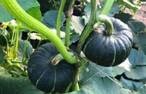 知名网红视频外流吃瓜,一场网络狂欢的真相大起底 第1张 知名网红视频外流吃瓜,一场网络狂欢的真相大起底 第1张