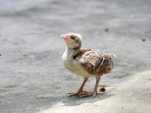 娱乐吃瓜小八哥是谁,网络红人的崛起之路 第1张 娱乐吃瓜小八哥是谁,网络红人的崛起之路 第1张