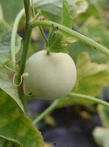 吃香瓜最新事件爆料视频,最新爆料视频揭露惊人真相 第1张 吃香瓜最新事件爆料视频,最新爆料视频揭露惊人真相 第1张