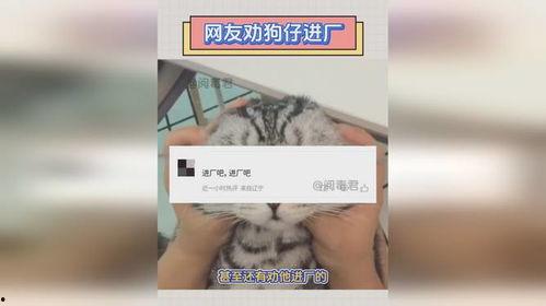 狗仔如何爆料狗粮视频,狗粮视频背后的甜蜜真相 第3张 狗仔如何爆料狗粮视频,狗粮视频背后的甜蜜真相 第3张